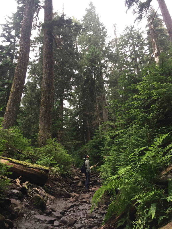 Dog Mountain Trees